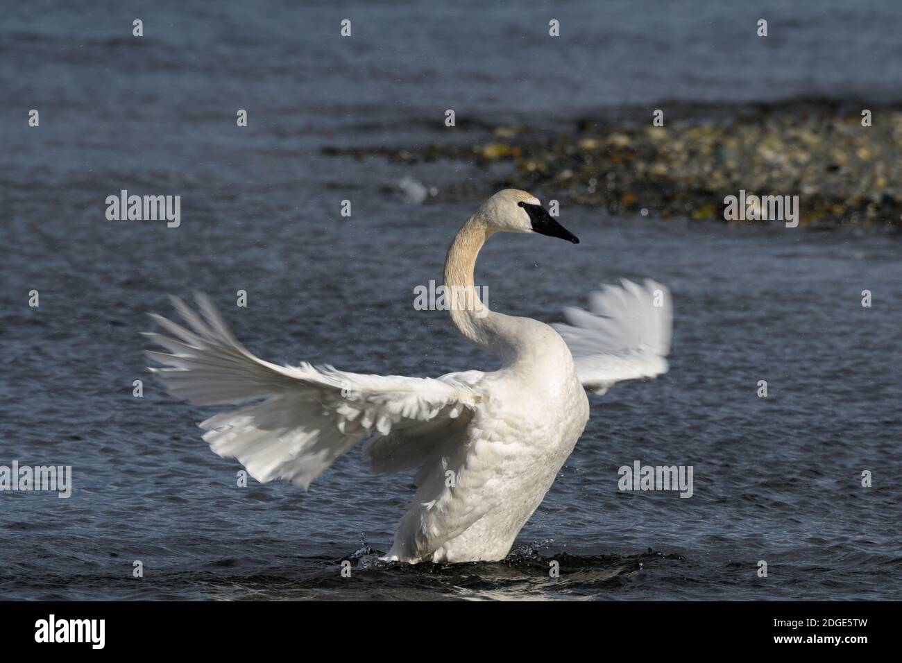 Il trombettista Swan con le ali fuori in buona luce Foto Stock