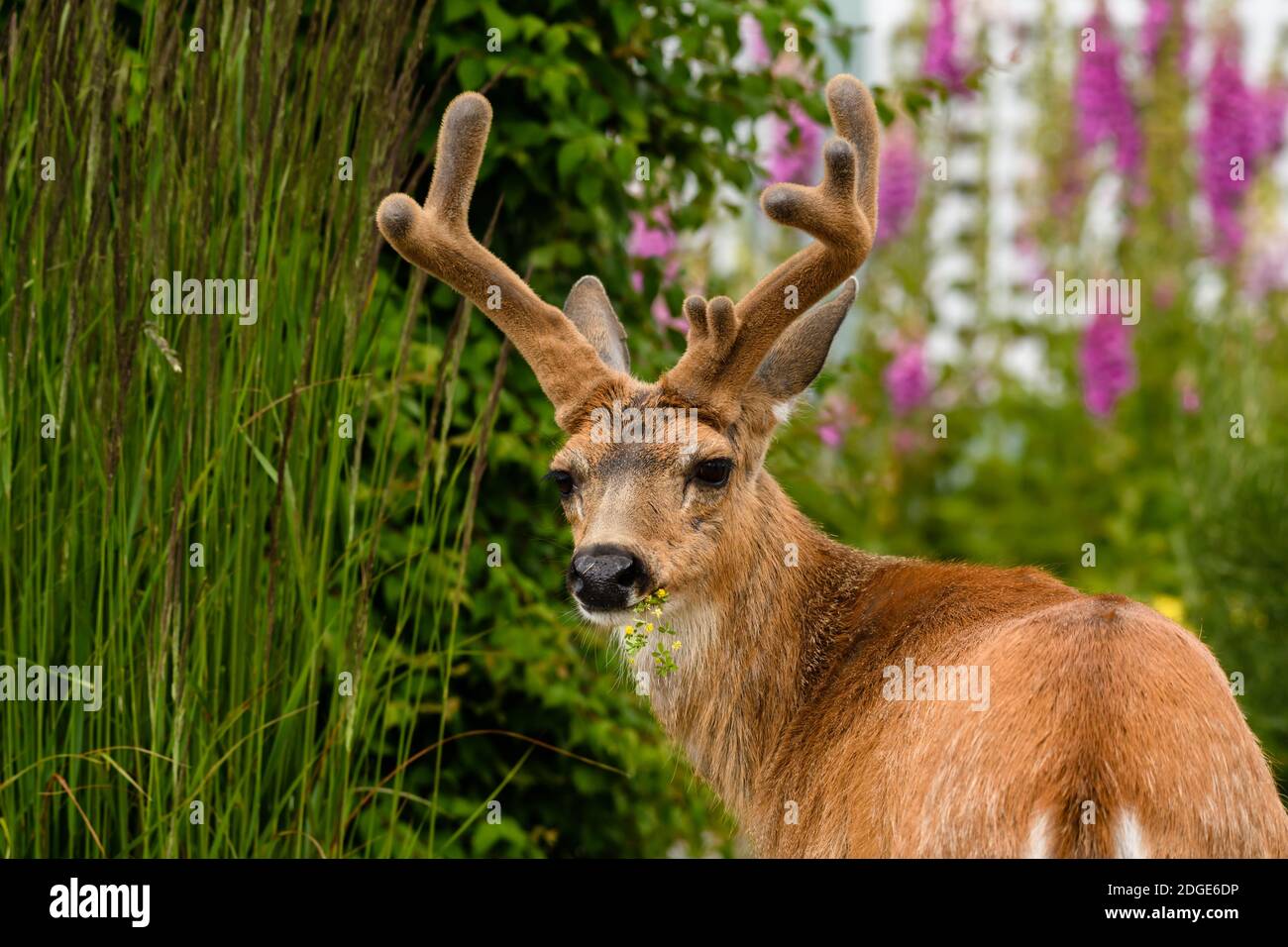 Cervi maschi con corna di velluto in un giardino Foto Stock