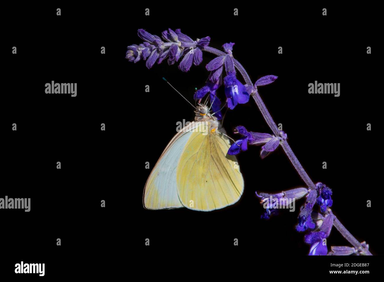 Un cavolo bianco buttefly sul salvia russo. Foto Stock