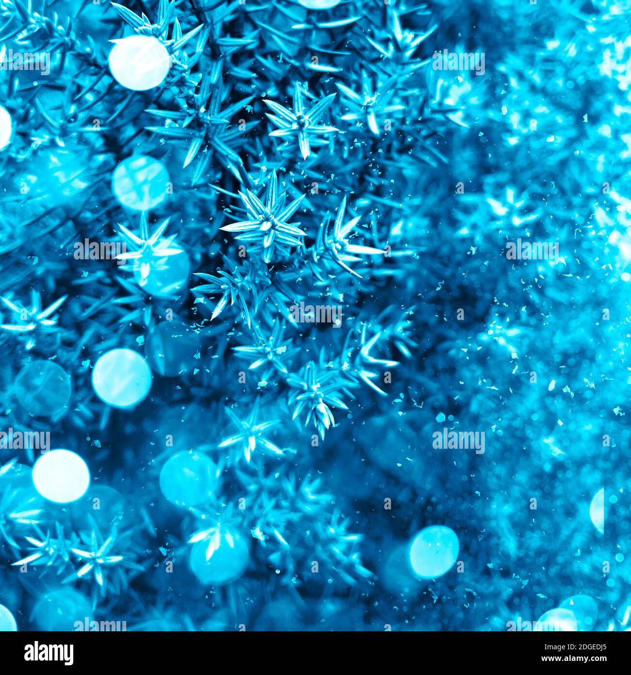 Colore blu di 2020 rami di pino con colpi di luce festiva e neve. Annuncio di Natale classico per banner o social media con spazio di testo Foto Stock