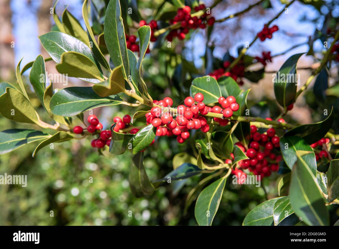 Bacche di sorbo Foto Stock