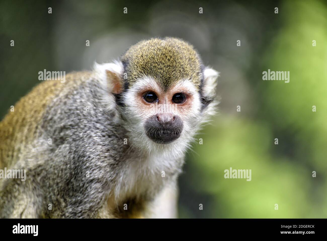 Scoiattolo scimmia in Sud america Foto Stock