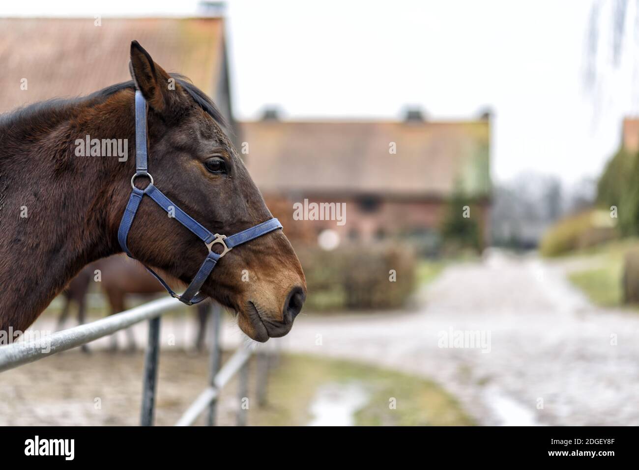 Cavallo su un paddock in una fattoria nella Polonia orientale Foto Stock