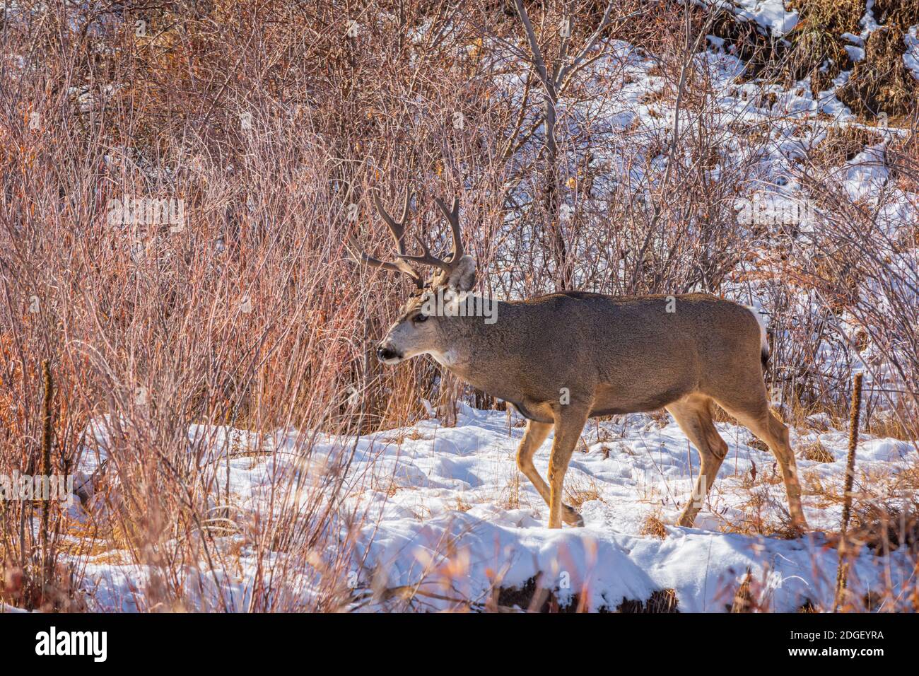 Rocky Mountain Mule Deer buck (Odocoileus hemiorus) nel bosco di salici con neve, Castle Rock Colorado USA. Foto scattata a novembre. Foto Stock