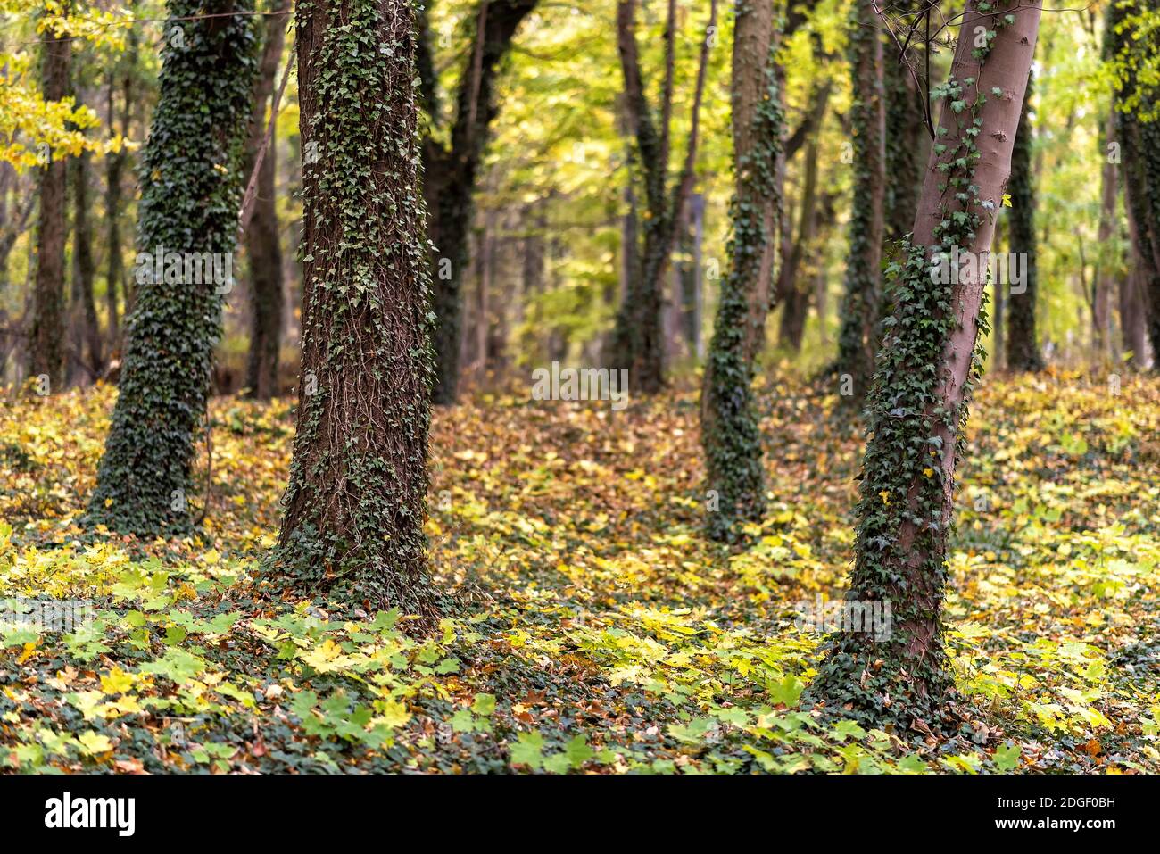 Follage in autunno in Europa Foto Stock