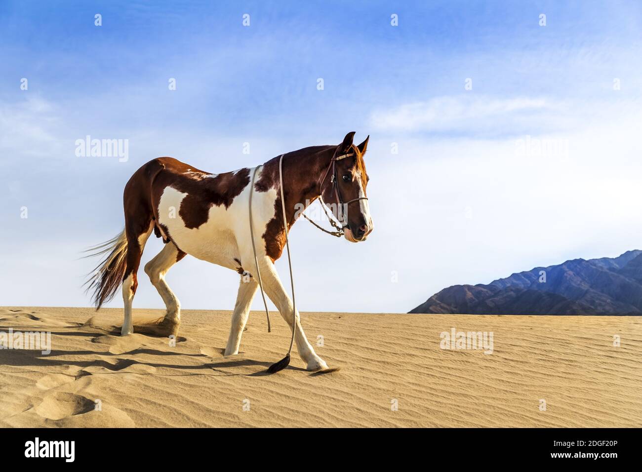 Un Cavallo dipinto attraversa il deserto americano da solo Foto Stock
