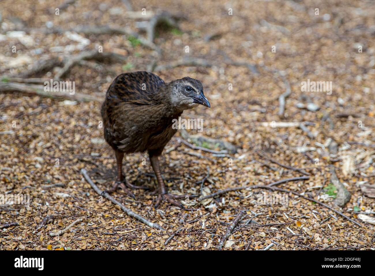 Un uccello nativo di Weta, Harwoods Hole Track, Abel Tasman National Park, Nelson Tasman, Nuova Zelanda, Sabato, 21 novembre 2020. Foto Stock