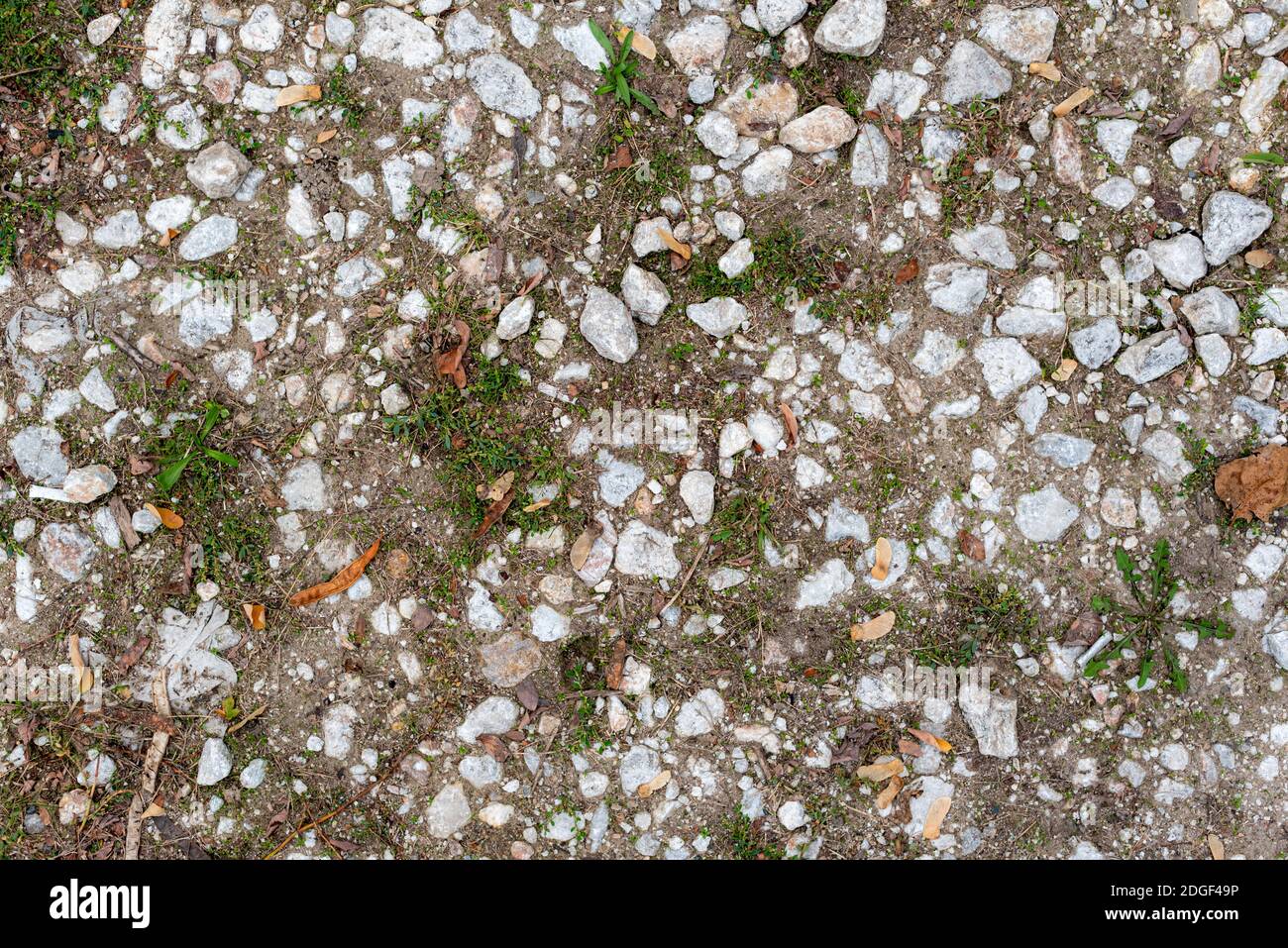 Erba piccola che cresce tra ciottoli su tessuto di percorso pubblico Foto Stock