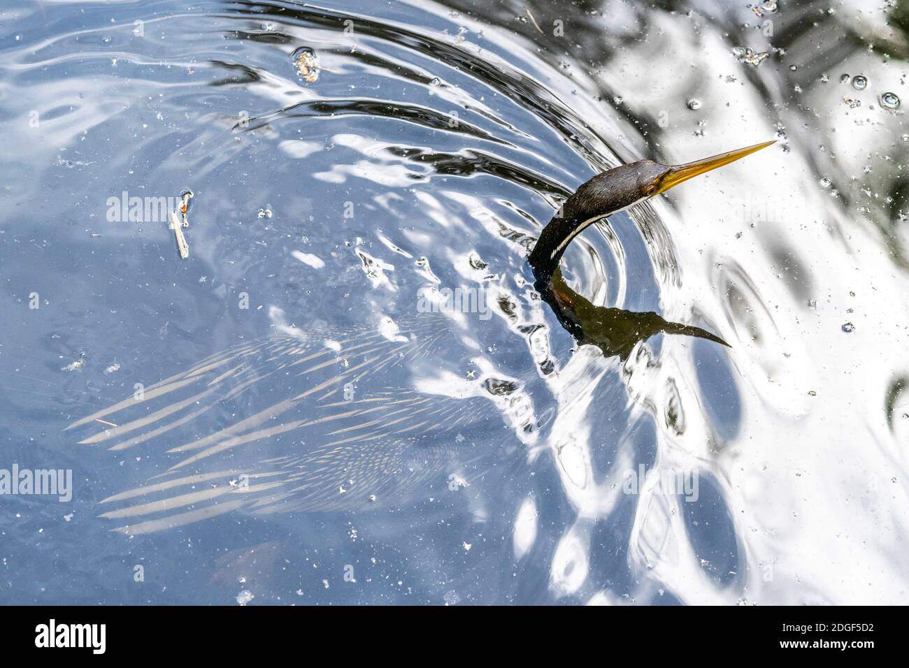 Darter Australasiano (Anhinga novaehollandiae) tipicamente semi sommerso nell'acqua. Queensland, Australia Foto Stock