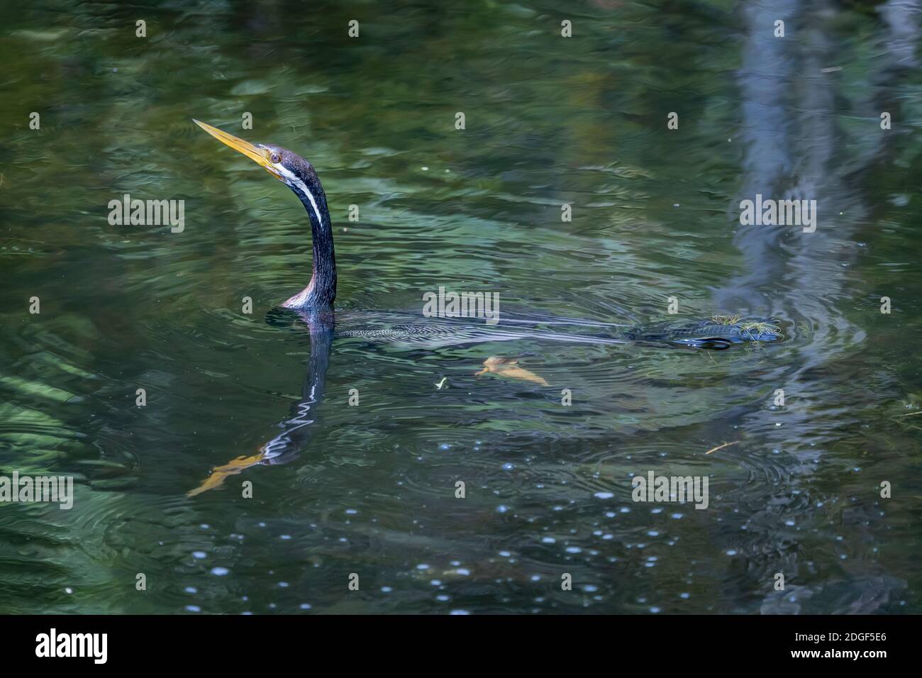 Darter Australasiano (Anhinga novaehollandiae) tipicamente semi sommerso nell'acqua. Queensland, Australia Foto Stock
