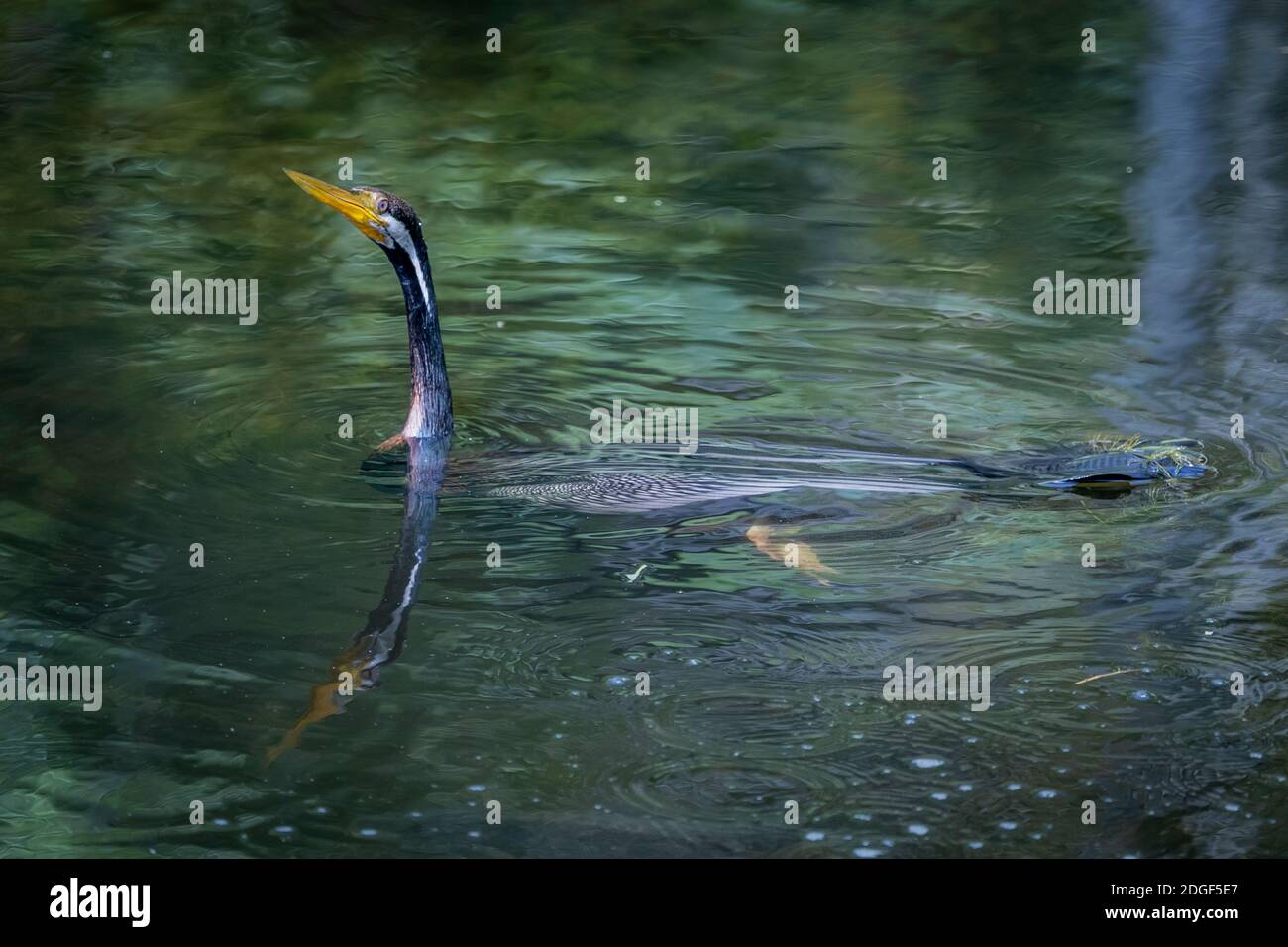 Darter Australasiano (Anhinga novaehollandiae) tipicamente semi sommerso nell'acqua. Queensland, Australia Foto Stock