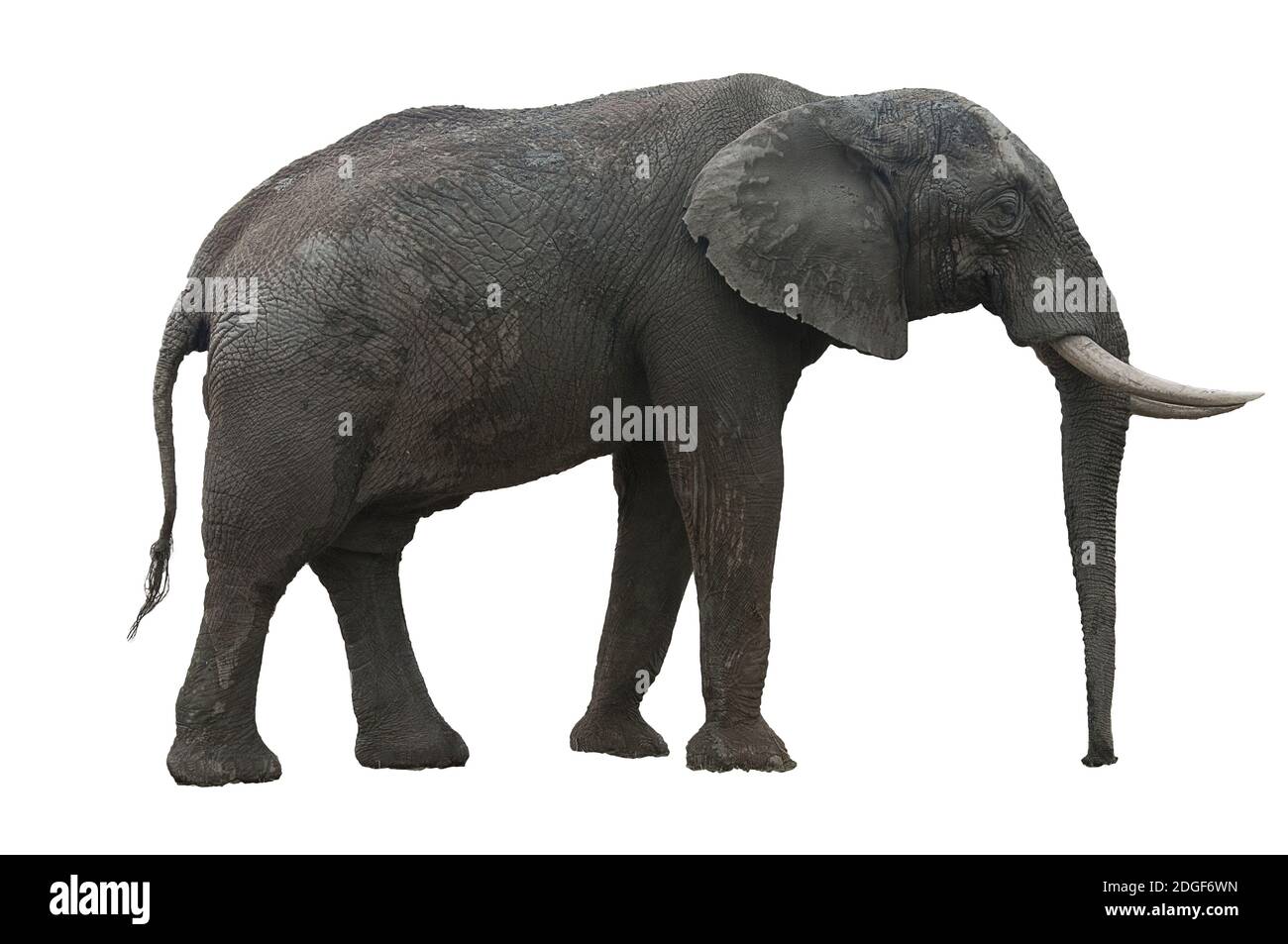 Elefante africano con le sue zanne e le grandi orecchie tagliate fuori su sfondo bianco Foto Stock