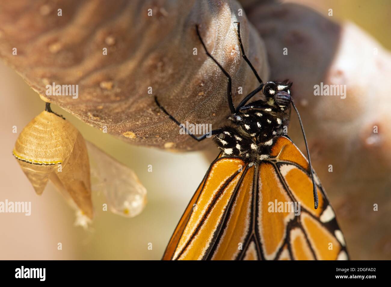La regina Butterfly (Danaus gilippus) che emerge dal crisalide Foto Stock