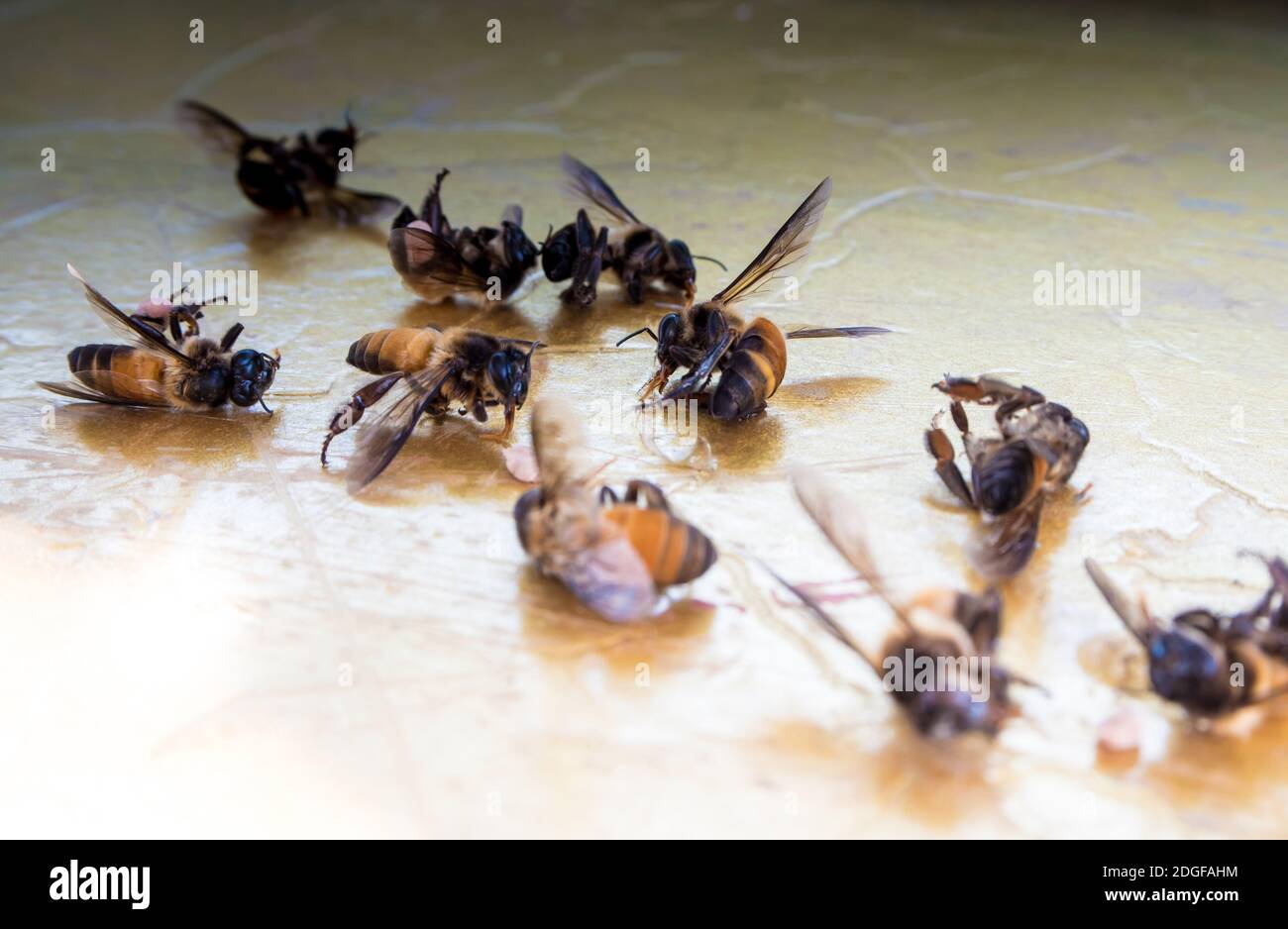 I resti di api morte sono sparsi sul terreno Foto Stock