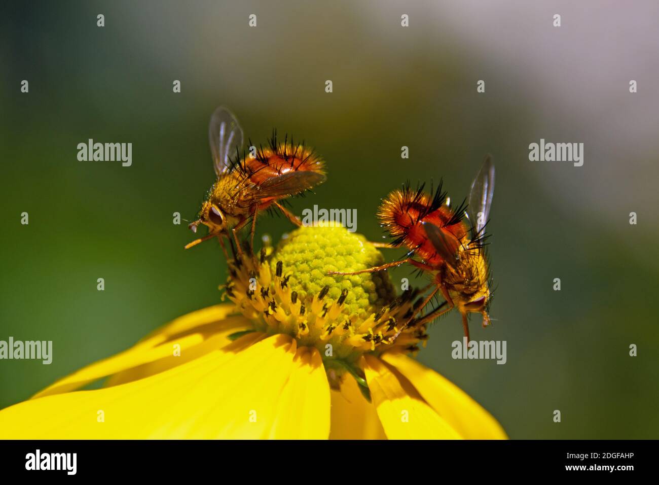Tachinid Flies su fiore giallo Foto Stock