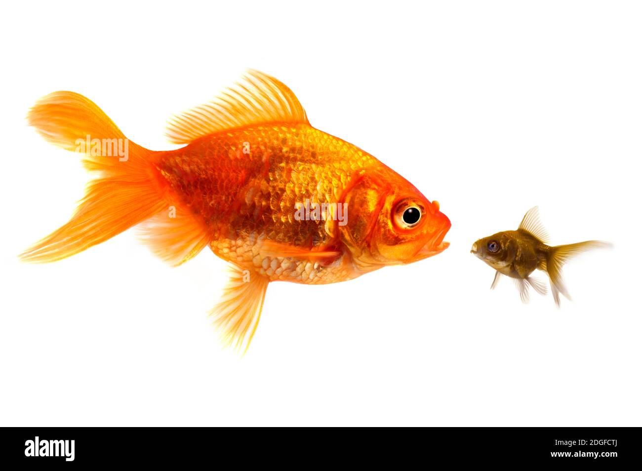 Pesce d'oro in piedi fuori dalla folla Foto Stock