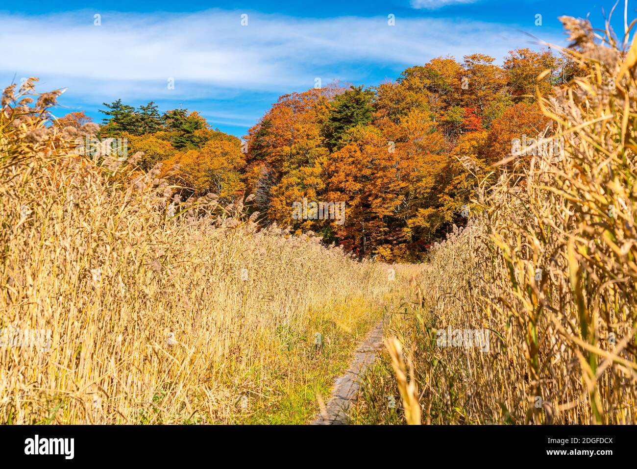 Fogliame colorato di autunno a Onuma Pond. Foto Stock
