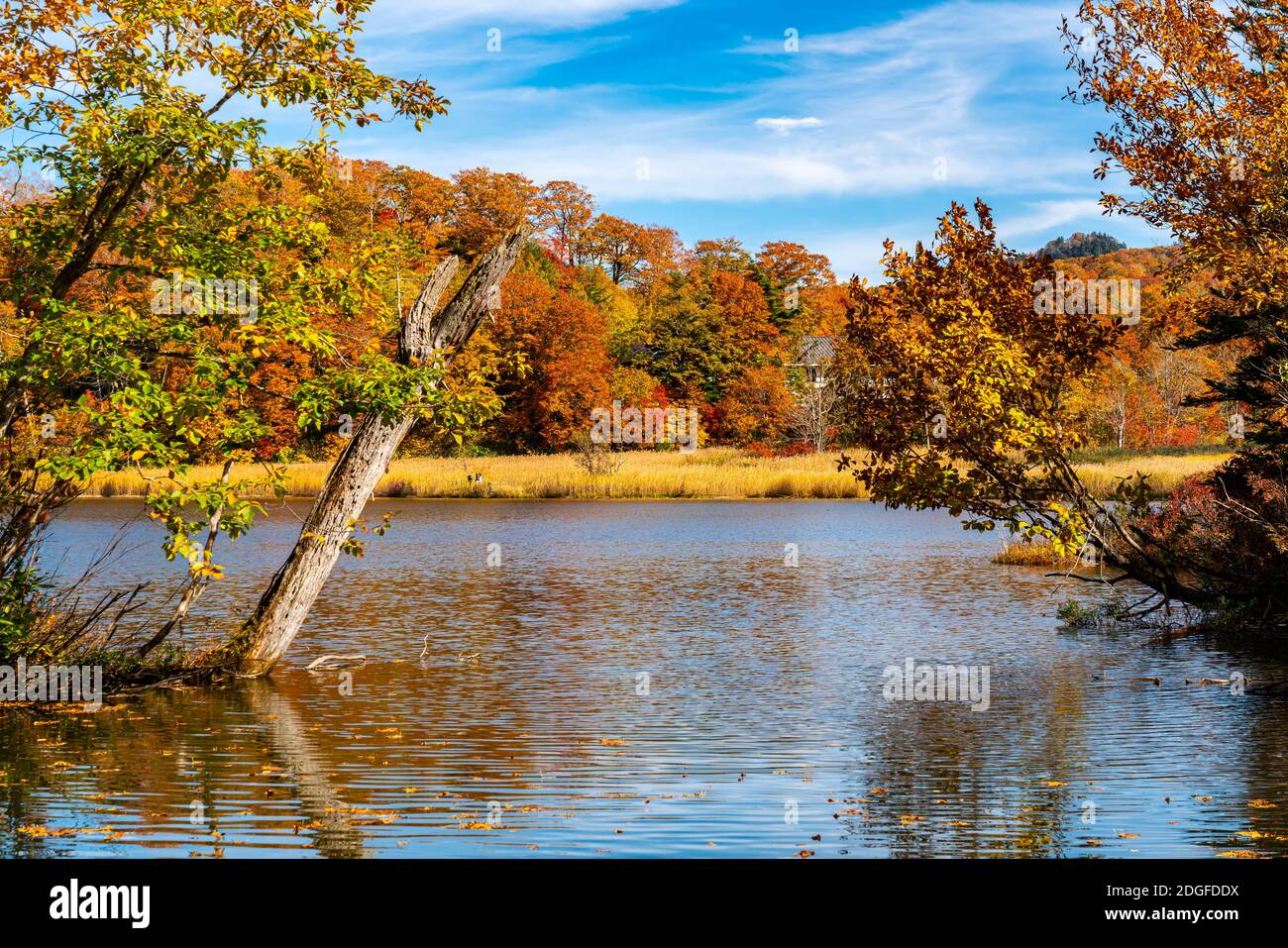 Splendida vista del fogliame colorato della stagione autunnale a Onuma Stagno Foto Stock
