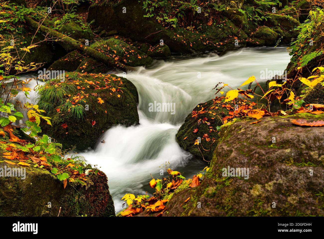 Vista closeup del flusso di Oirase che passa rapidamente muschio verde rocce Foto Stock