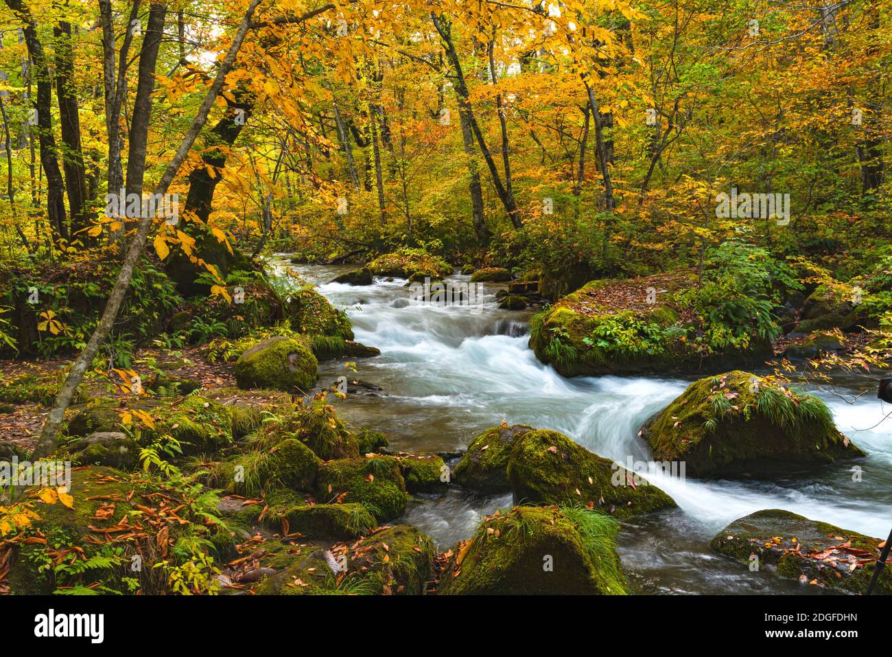 Il fiume Oirase scorre passando rocce coperte di muschio verde e. foglie cadenti colorate Foto Stock