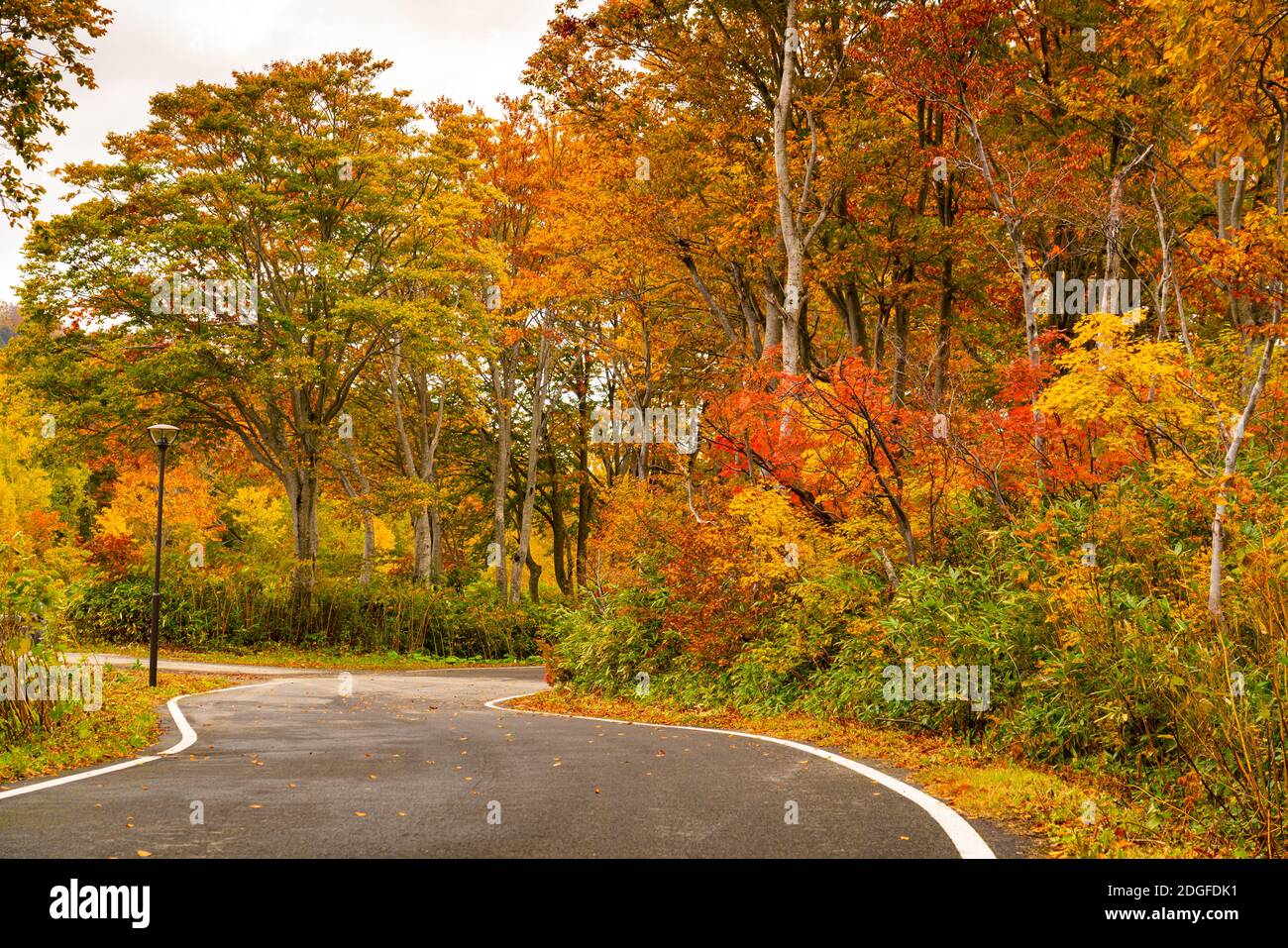 Bella vista di fogliame colorato della foresta di stagione autunnale Foto Stock