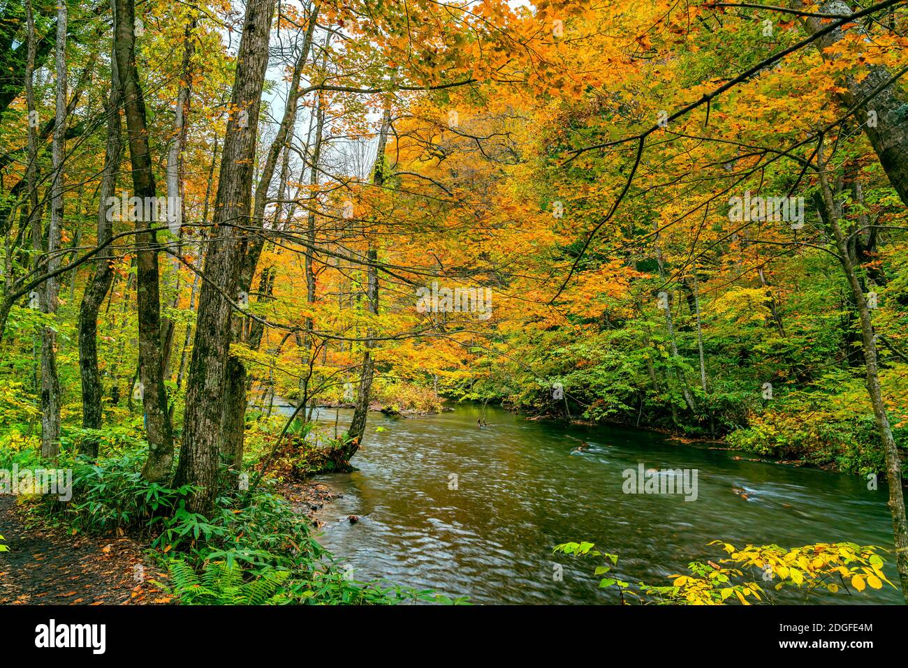 Bella vista della foresta fogliame colorato nella stagione autunnale Foto Stock