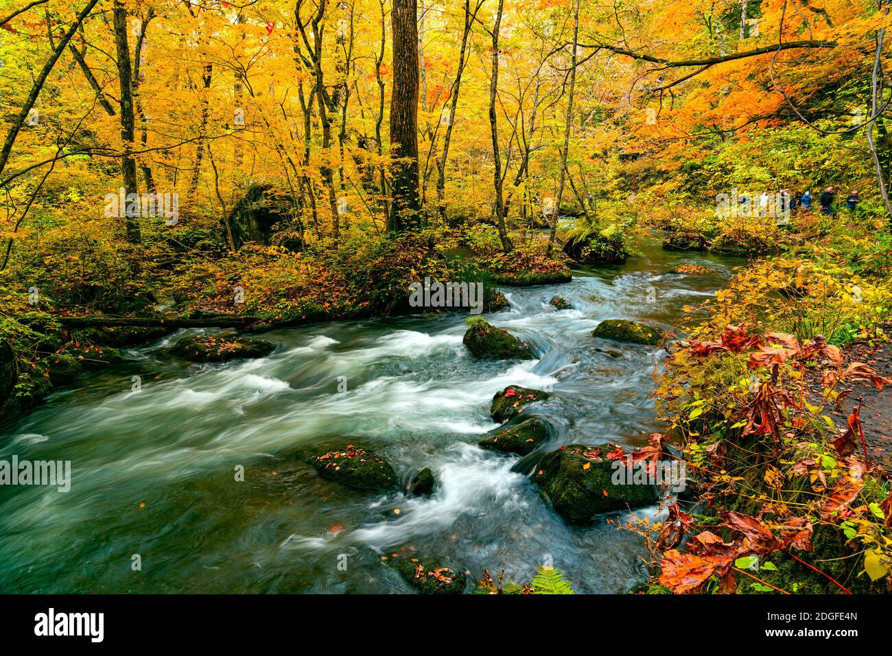 Il flusso del torrente di montagna di Oirase passa rapidamente le rocce di muschio verde Foto Stock