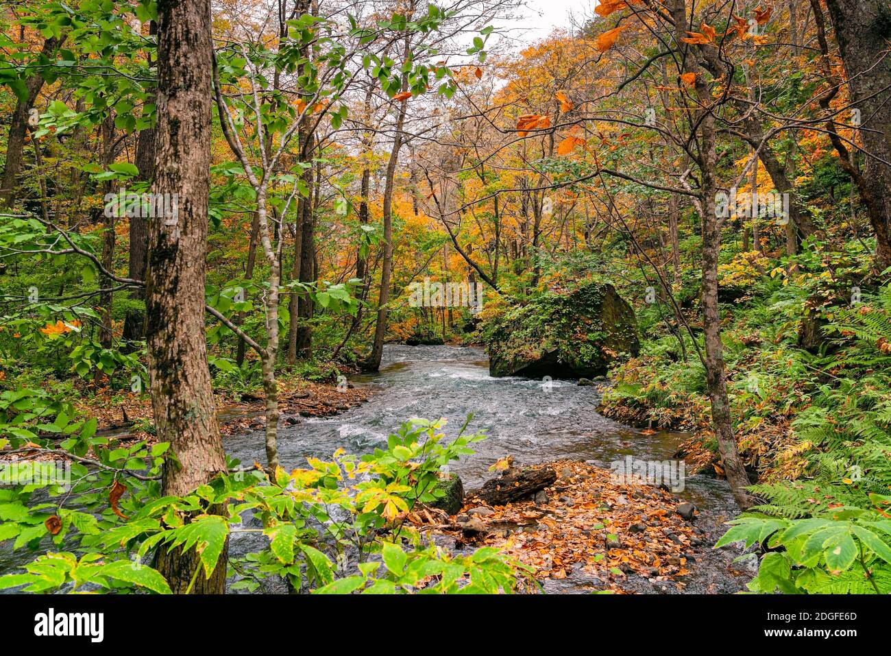 Vista del flusso del fiume Oirase passando le rocce nel colorato fogliame della foresta d'autunno Foto Stock