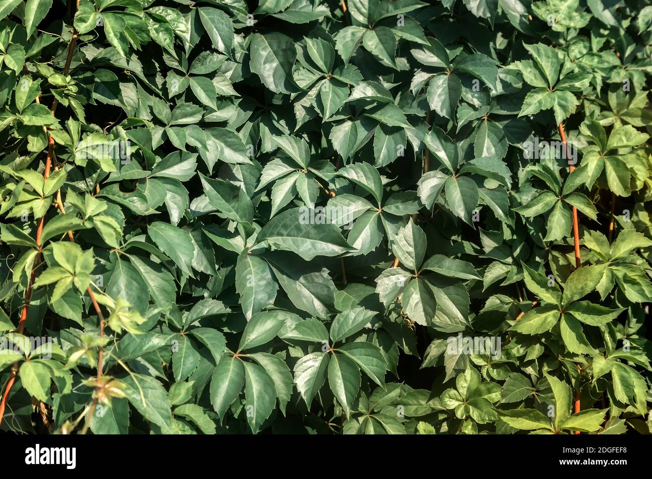Uva selvatica, fittamente twining la parete della casa Foto Stock