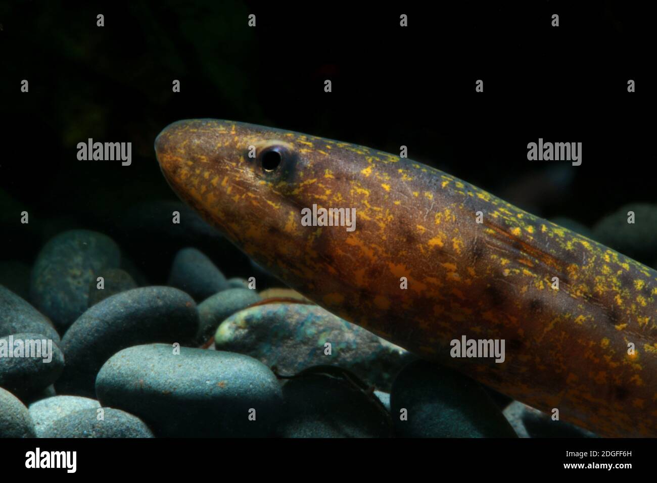 Asia palude Eel, Monopterus javanensis, palude Eel Foto Stock