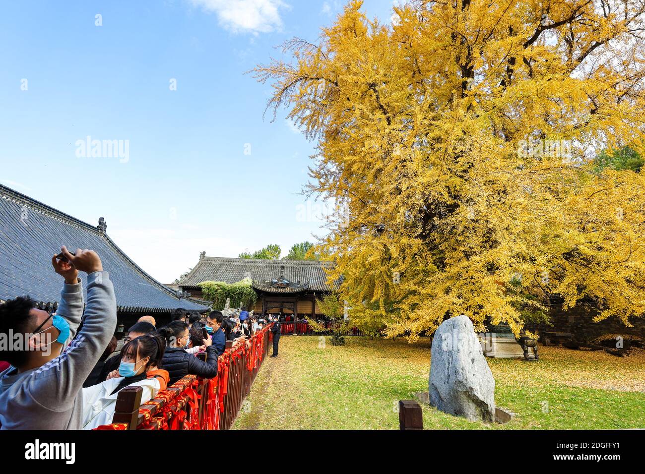 Un albero di 1,400 anni di ginkgo sta cadendo foglie sul terreno da novembre, trasformando il terreno di un tempio buddista in un oceano giallo e quindi dra Foto Stock