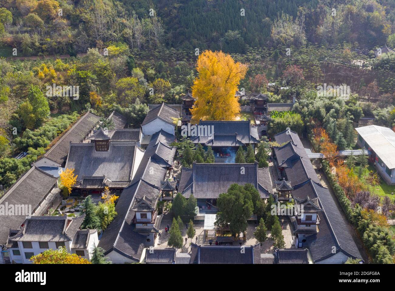Un albero di 1,400 anni di ginkgo sta cadendo foglie sul terreno da novembre, trasformando il terreno di un tempio buddista in un oceano giallo e quindi dra Foto Stock