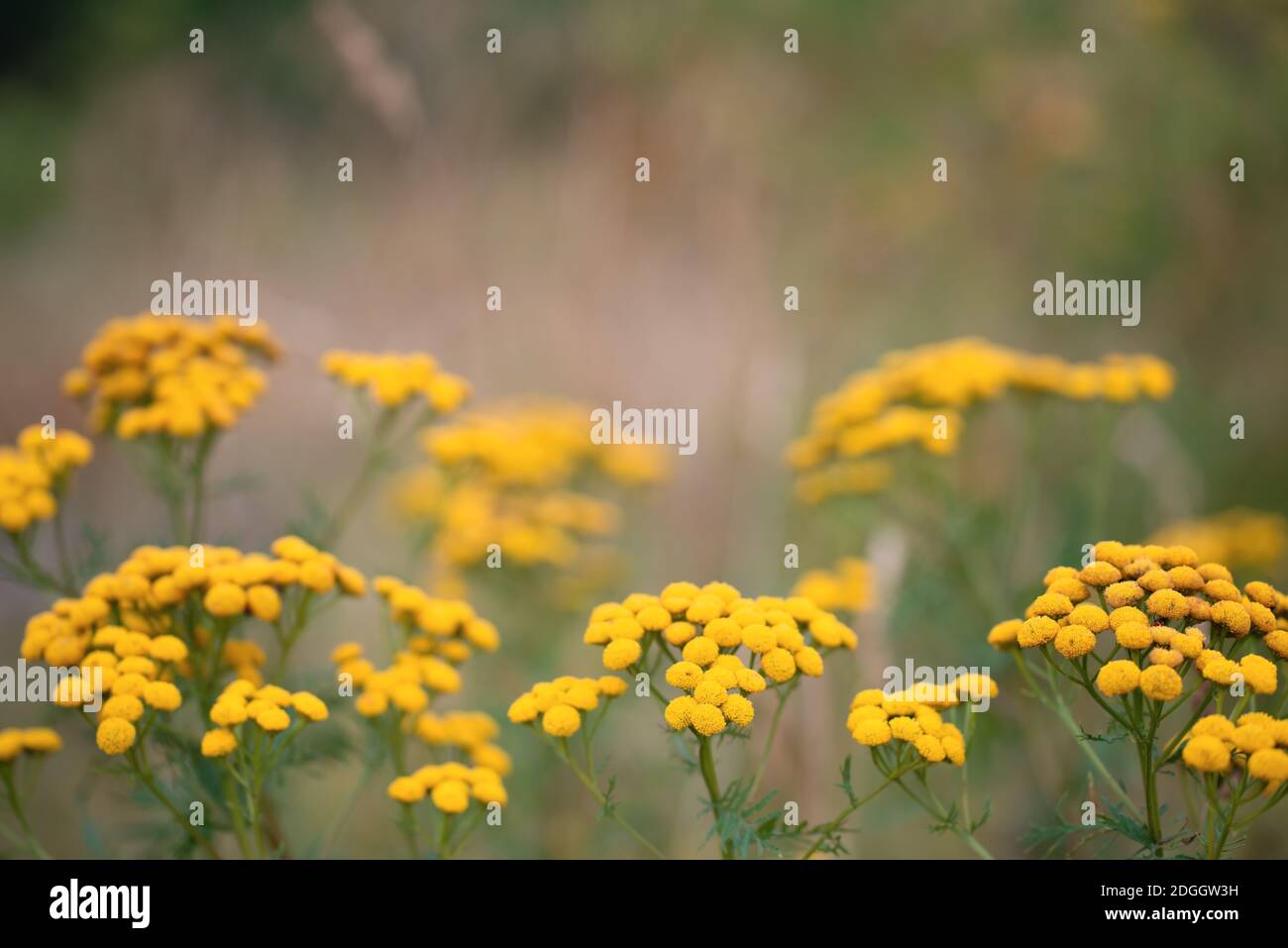 Tansy o Tanacetum vulgare pianta erbacea fioritura dell'Aster famiglia Foto Stock