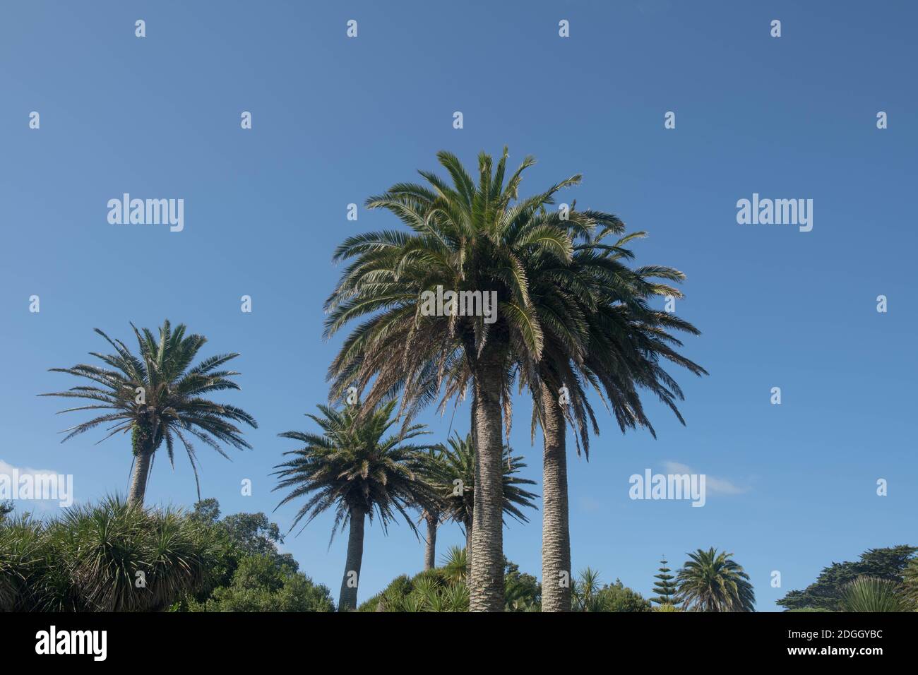 Evergreen Foliage di un albero di palma di data dell'isola canaria (Phoenix canariensis) che cresce in un giardino sull'isola di Tresco nelle isole di Scilly, Inghilterra Foto Stock