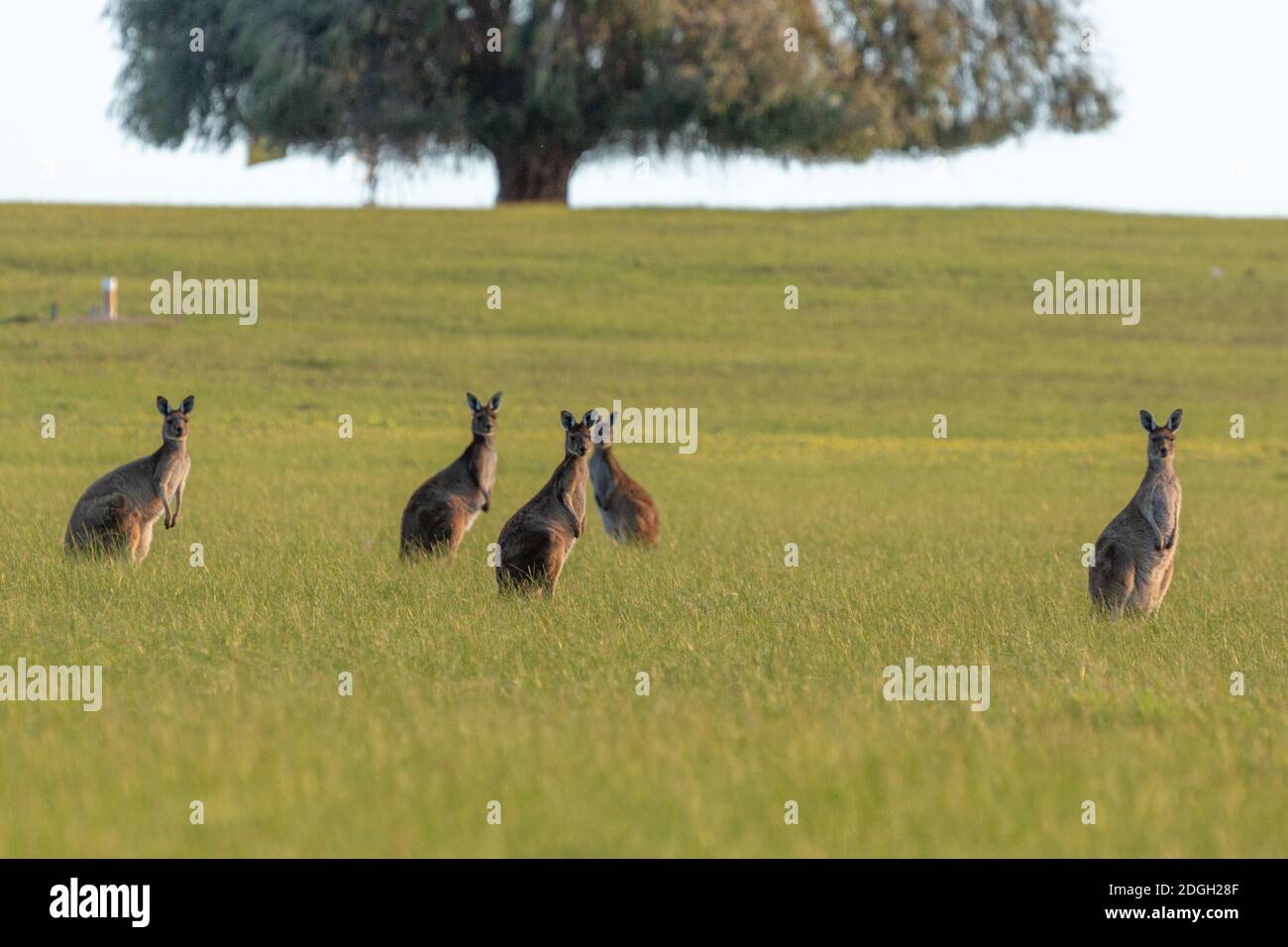 Pascolo dei canguri ad est di Esperance in Australia Occidentale Foto Stock