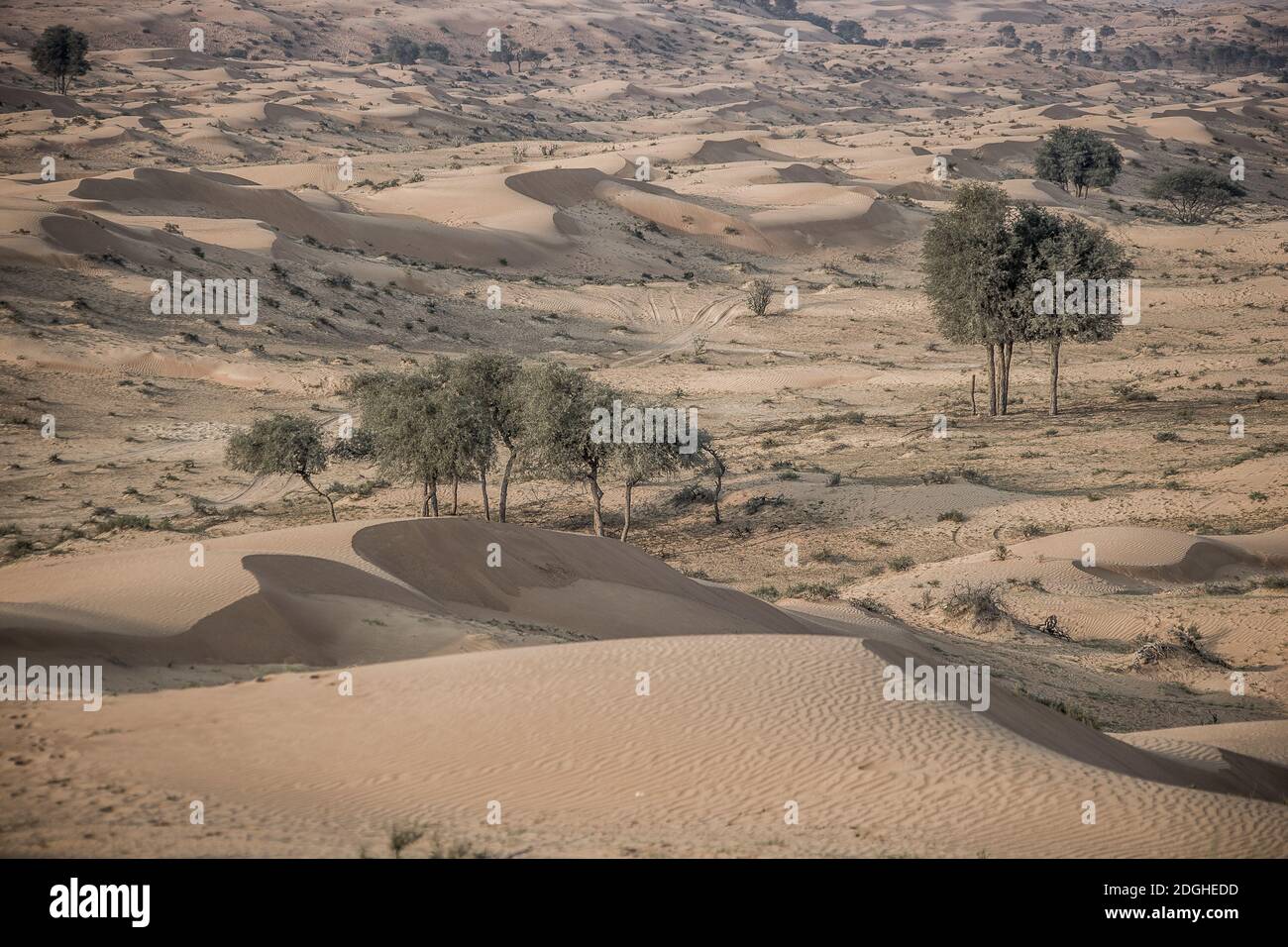 Il deserto, Ras al Khaimah, Emirati Arabi Uniti Foto Stock