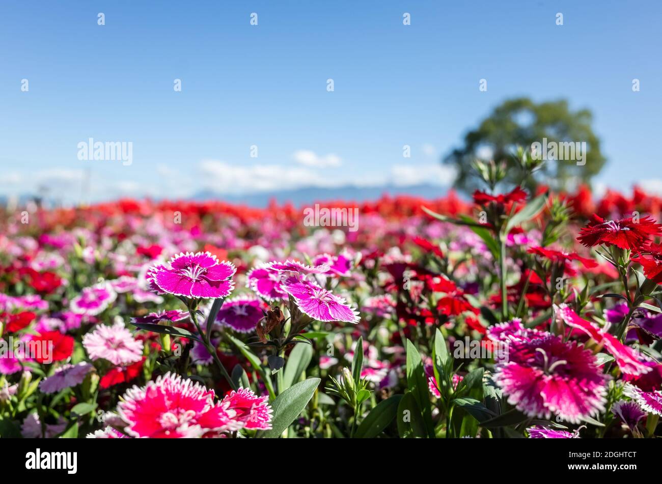 Dianthus fiori nel giardino Foto Stock