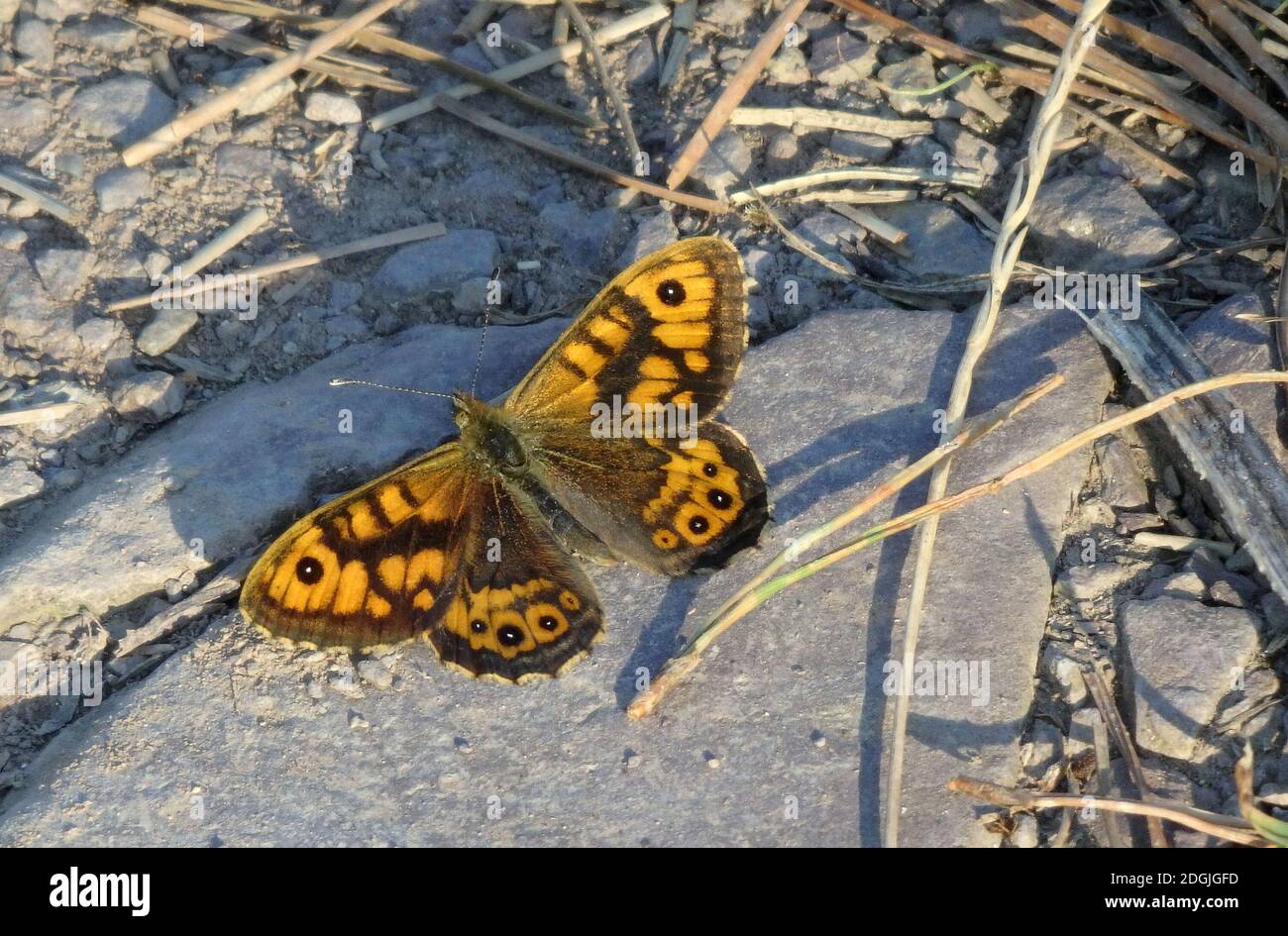 Parete o parete marrone Butterfly ( Lasiommata megera ) che si sta basando con esso è Wings Open, Regno Unito Foto Stock