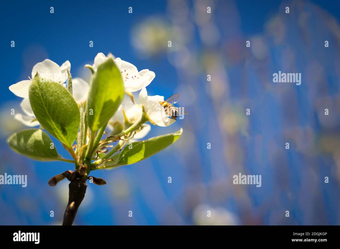 Ape impollinante fiori di mela bianca in una giornata di sole Foto Stock