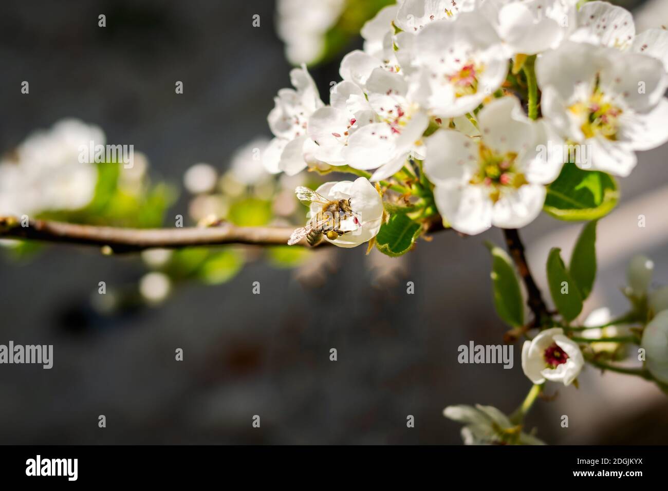Ape impollinante fiori di mela bianca in una giornata di sole Foto Stock