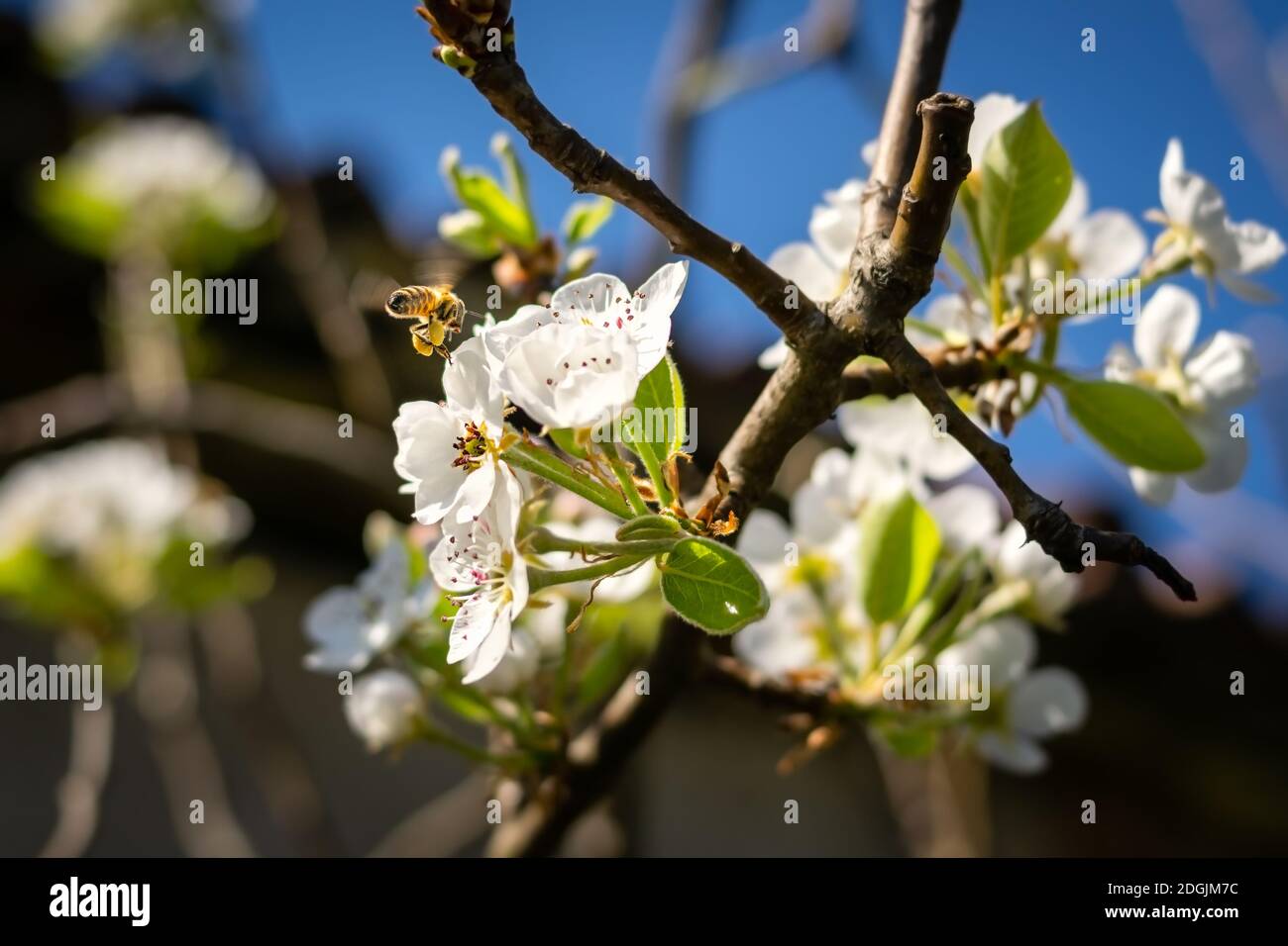 Ape impollinante fiori di mela bianca in una giornata di sole Foto Stock