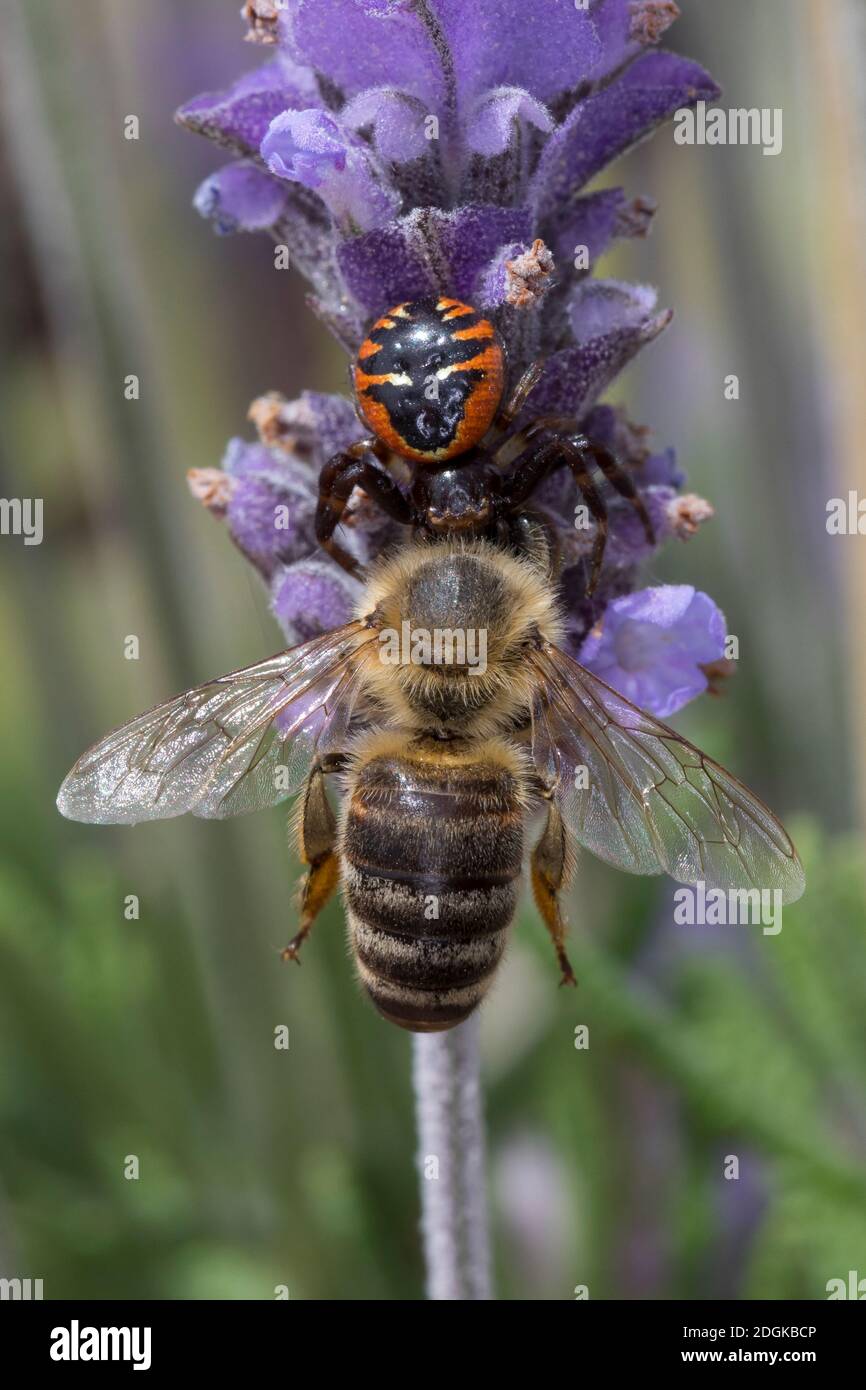 Südliche Glanz-Krabbenspinne, Hat eine Biene erbeutet, Beute, Räuber-Beute-Beziehung, Südliche Glanzkrabbenspinne, Krabbenspinne, Synema globosum, SYN Foto Stock