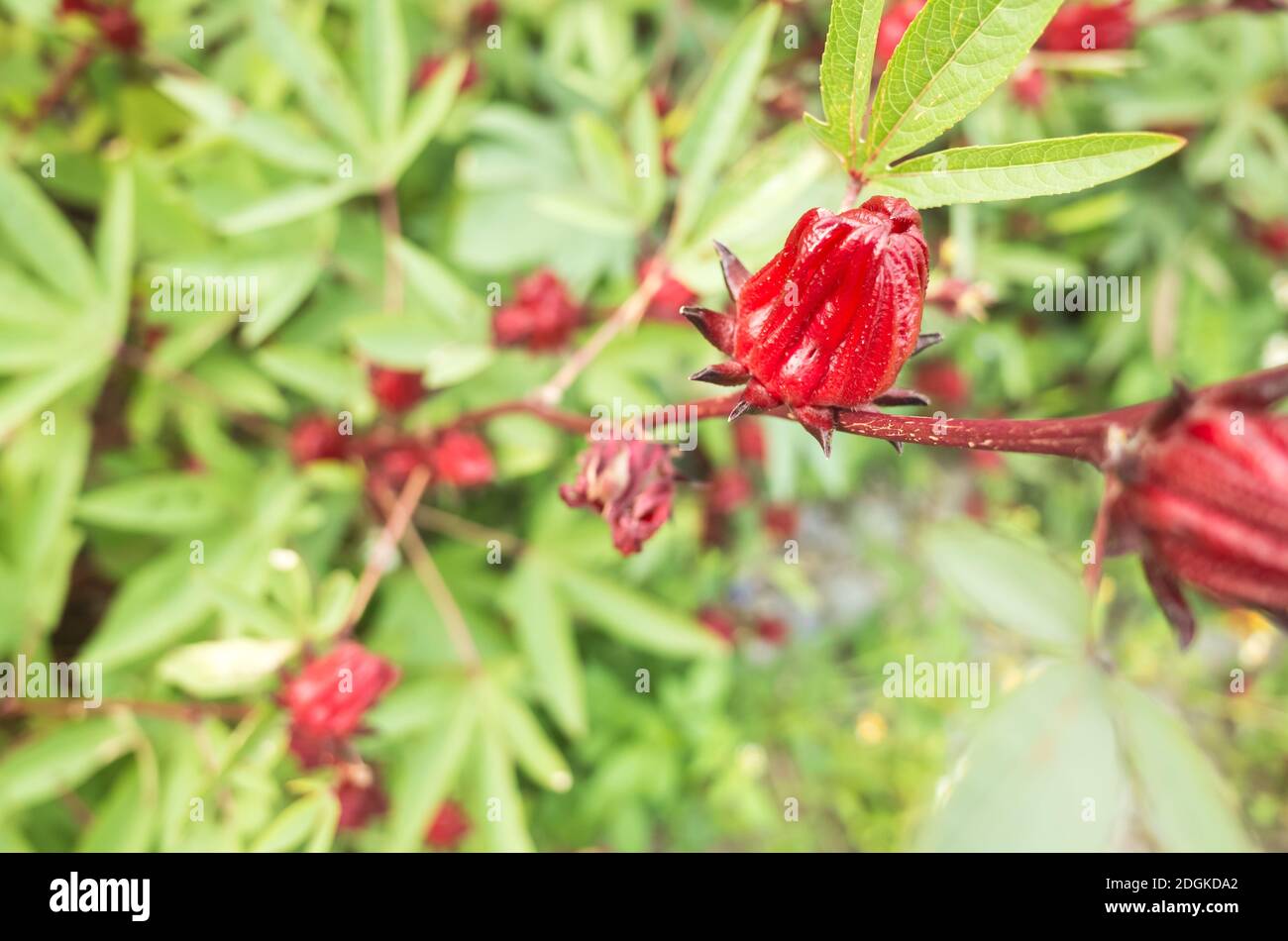 Fiori rossi roselle Foto Stock