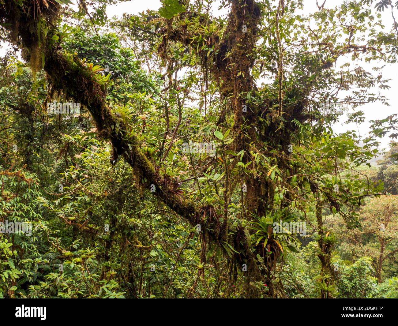 Escursione attraverso la foresta pluviale della Costa Rica. Sugli alberi crescono bromeliadi, felci, selaginella e altri epifiti. Tanti toni verdi diversi. Foto Stock