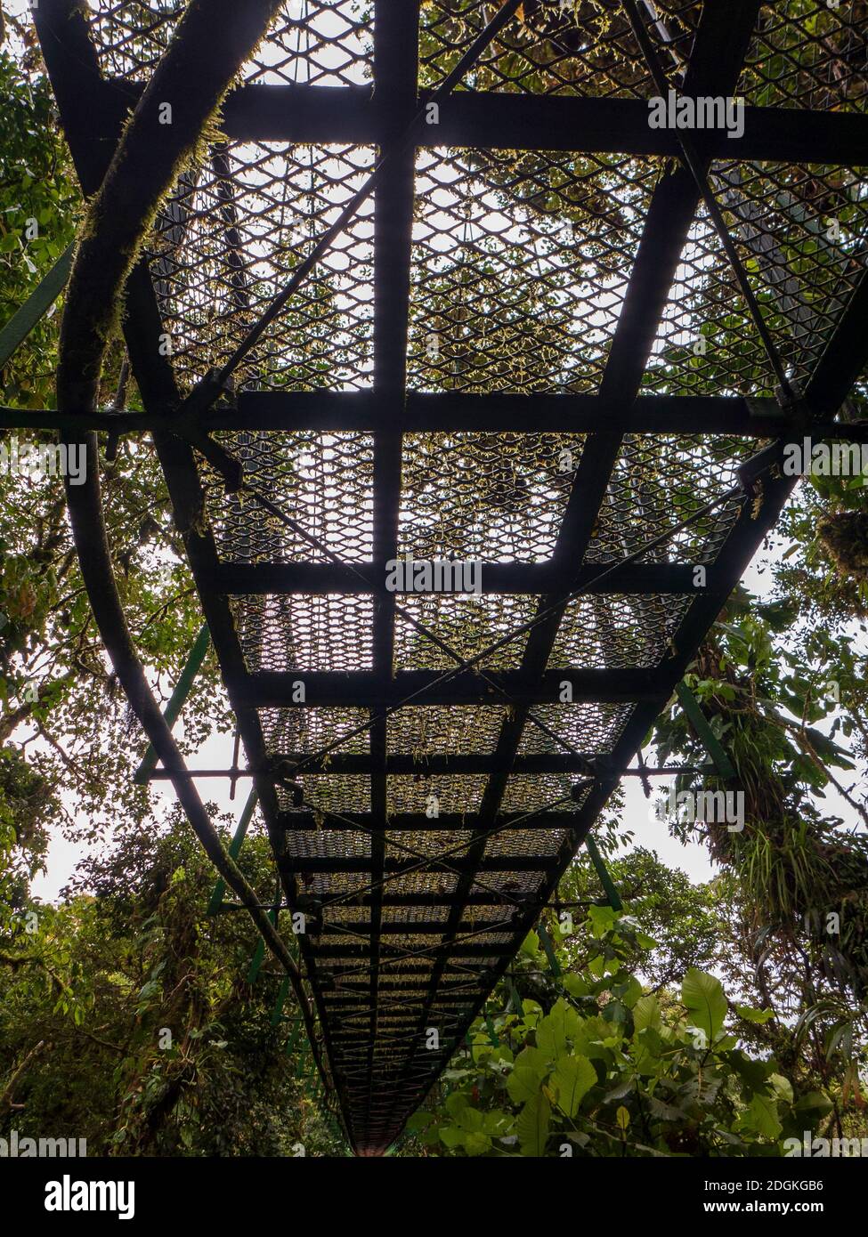 Ponte sospeso in metallo nella foresta pluviale della Costa Rica visto dal basso. Con una splendida vista sulle cime degli alberi della foresta tropicale. Foto Stock