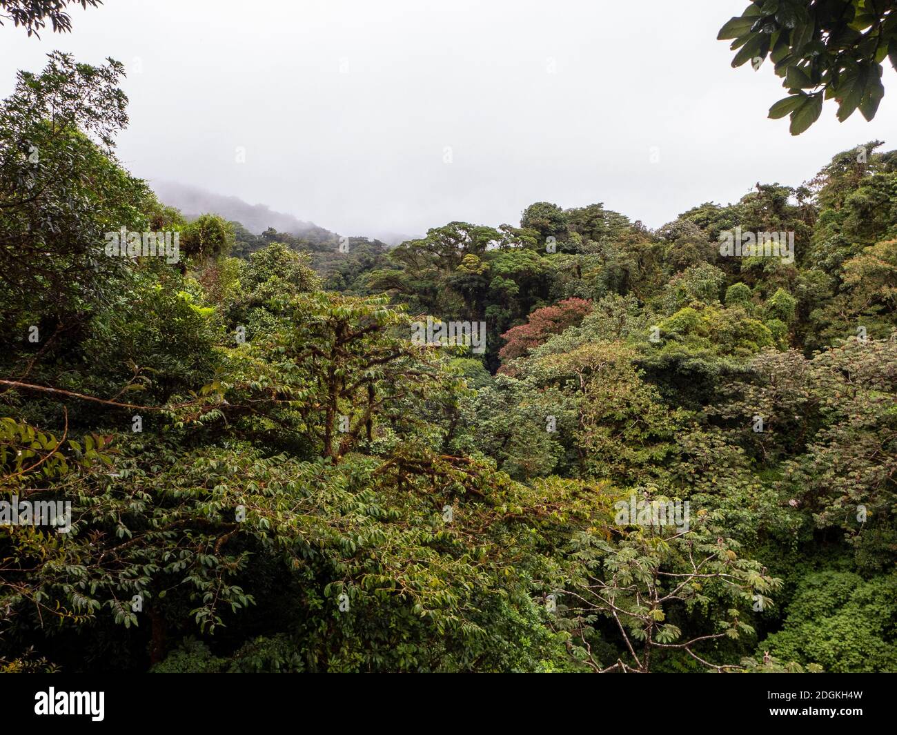 Fai un'escursione attraverso la foresta pluviale della Costa Rica con splendide viste sulle cime degli alberi della riserva della foresta pluviale di Santa Elena. Foto Stock