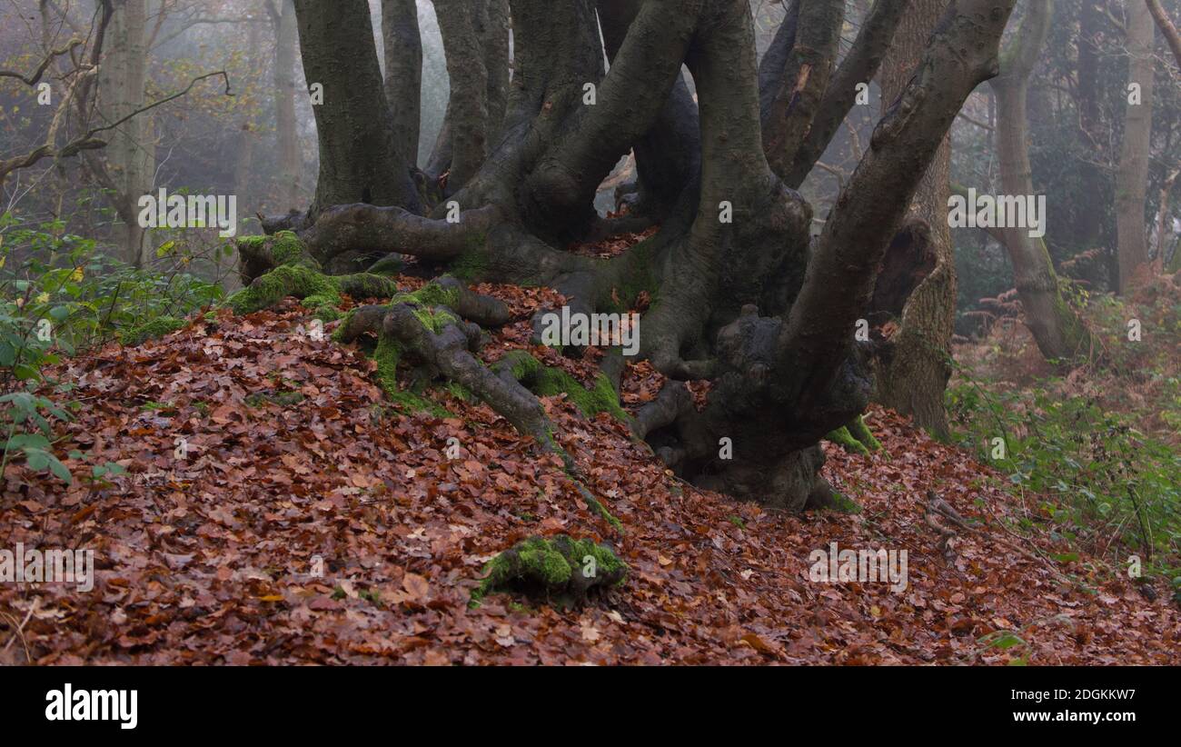 Base di albero con radici sporgenti in foresta nebbiosa in autunno con fogliame autunnale Foto Stock