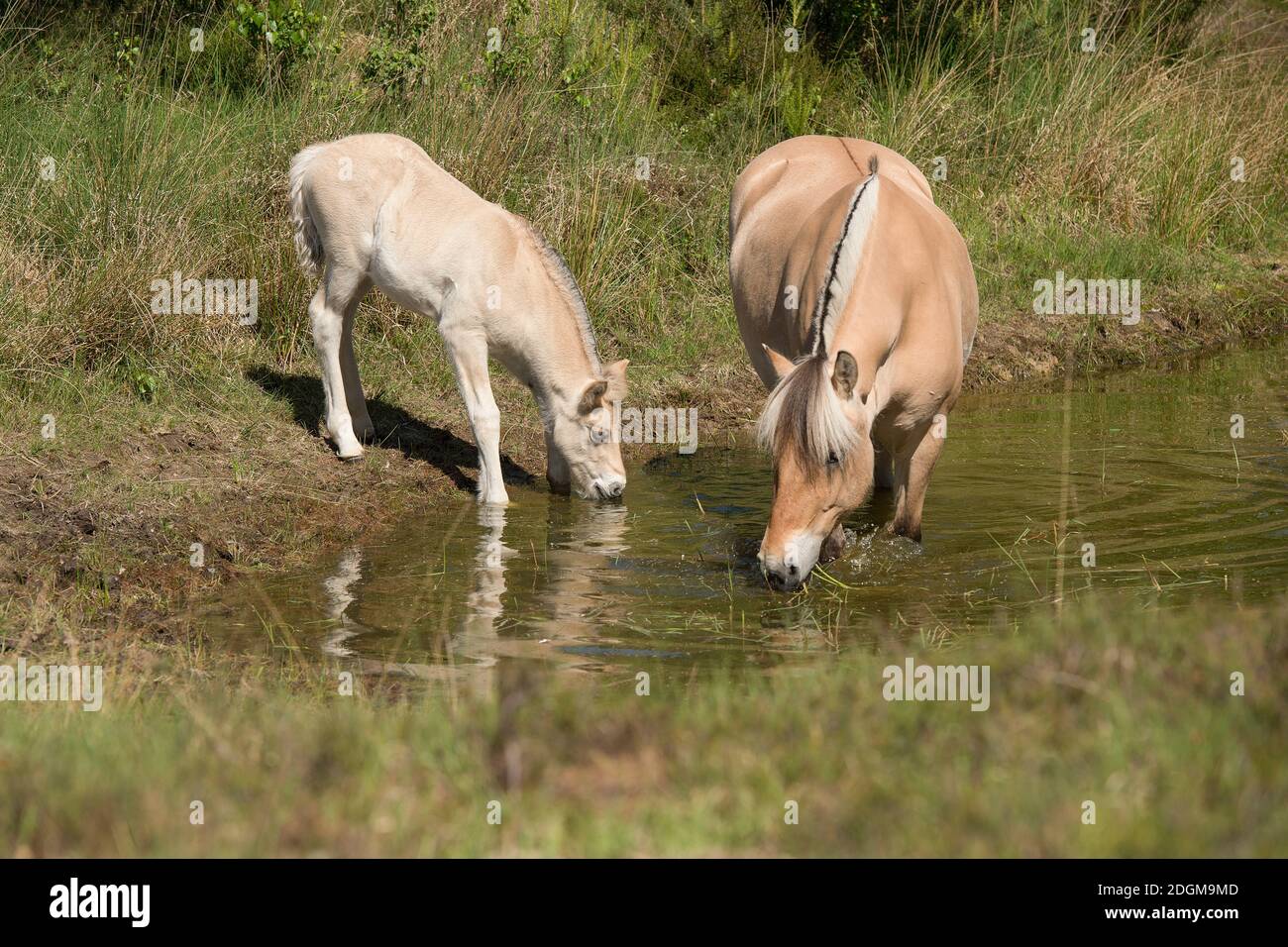 Carino giovane nemico e mare di un cavallo fiordo. Bere da uno stagno in una giornata di sole Foto Stock