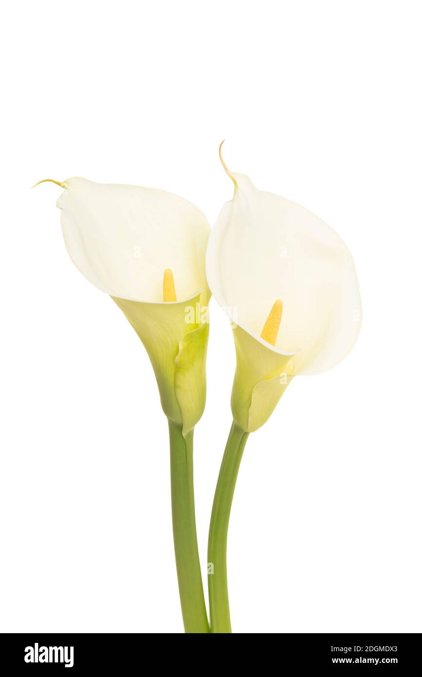 Due fiori bianchi di calla lilly in fiore isolati su un bianco sfondo Foto Stock