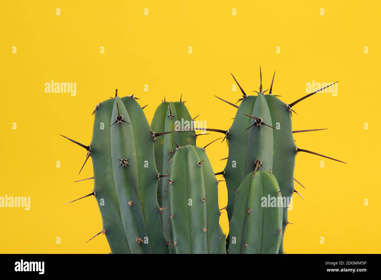 Cactus con punte su sfondo giallo Foto Stock